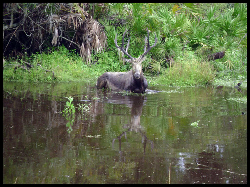 Elk, Deer and more at Peace River Preserve DeSoto County Florida