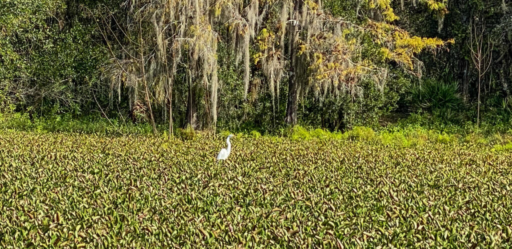 Egret in wetland with trees in the background. 